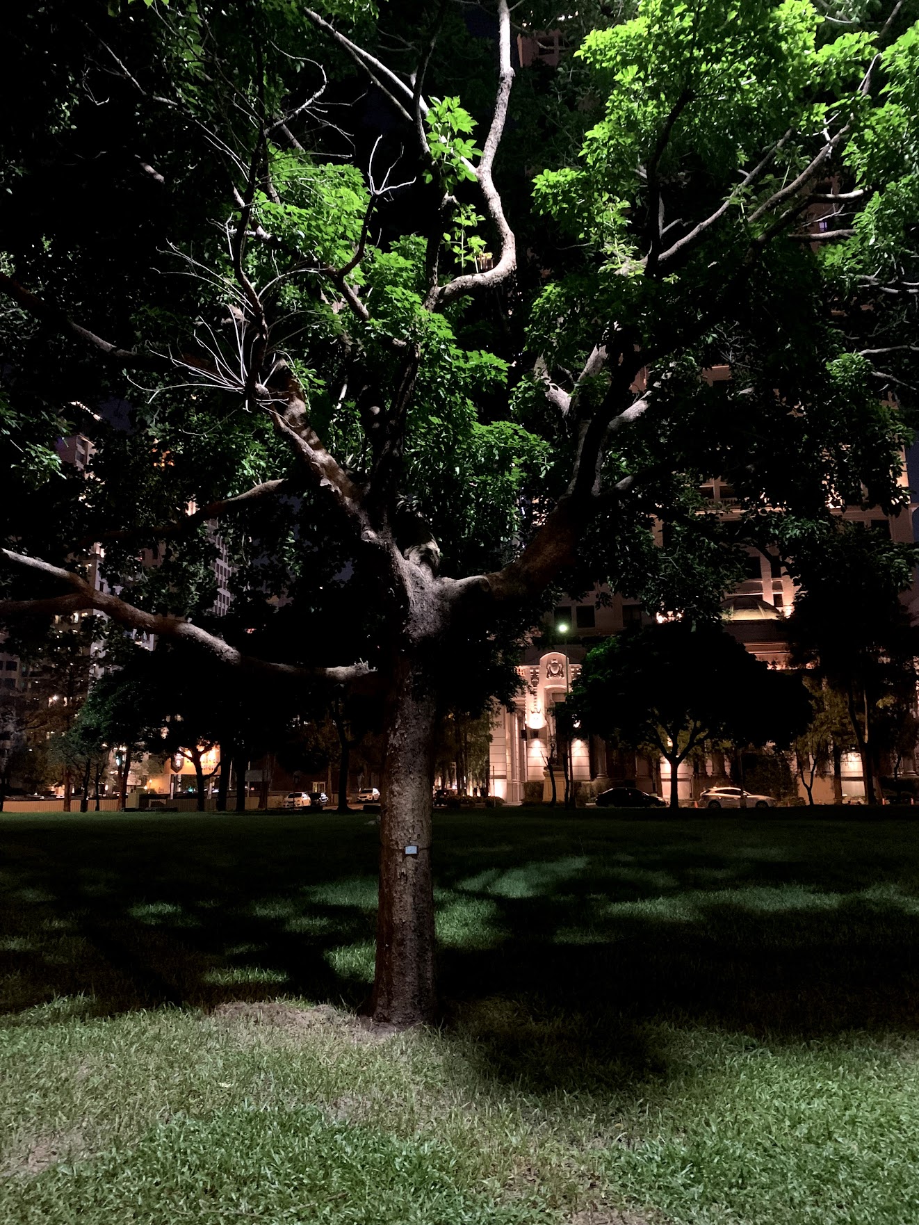 夜幕落下的台中西屯區夏綠地公園(國家歌劇院旁)下班後散步在7期